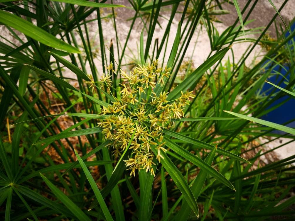Are Umbrella Plants Toxic to Cats? Vet-Approved Facts & Safety Guide