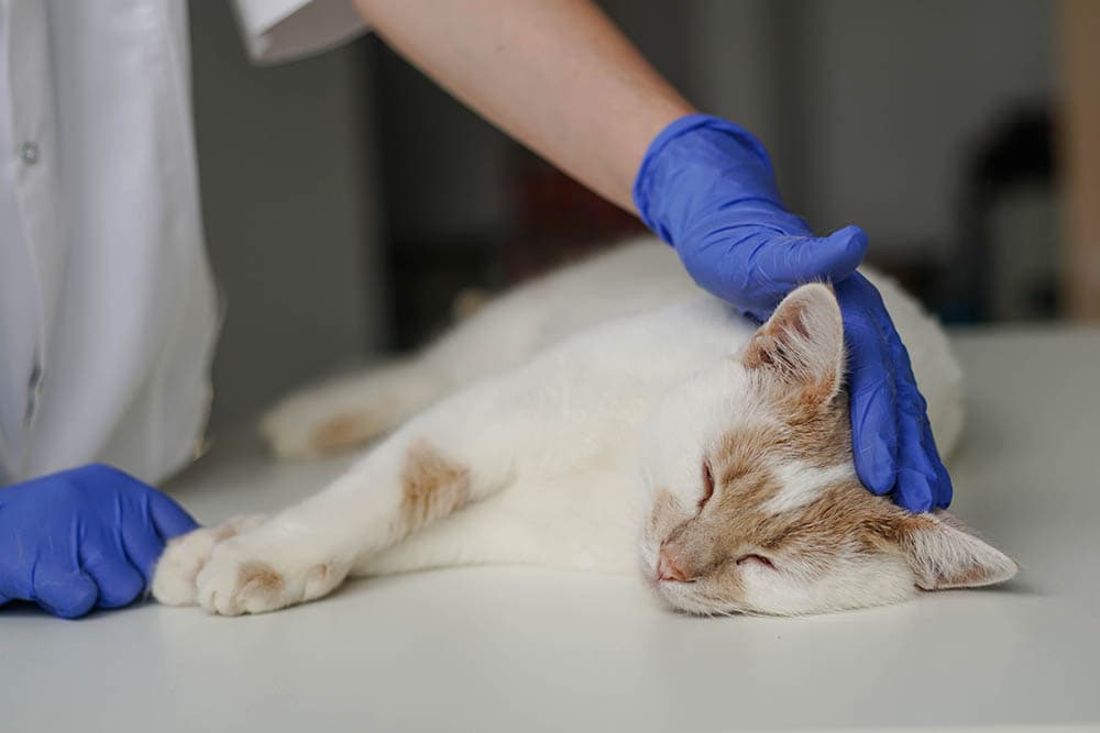 What Is the Cost of Cat Urinary Treatment? (Updated in 2026)
