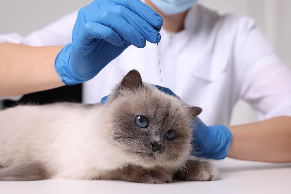 Cat Acupuncture: Our Vet Explains the Procedure & FAQ
