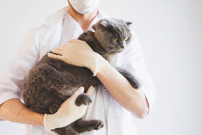 What Is Scottish Fold Osteochondrodysplasia? Vet-Reviewed Signs, Causes & Care