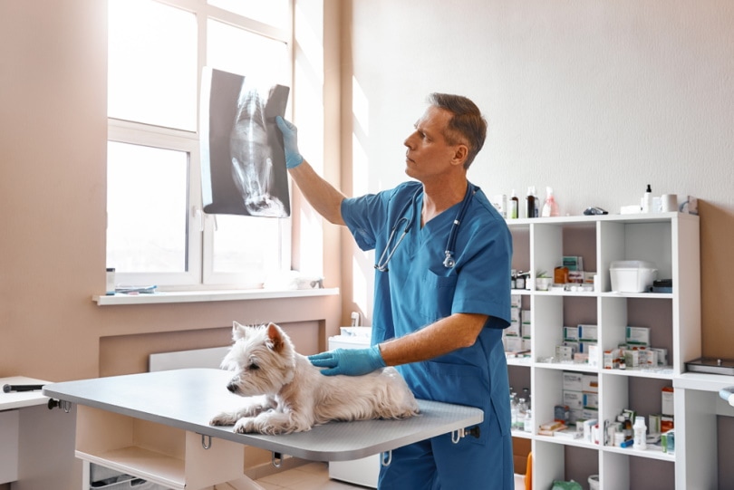 Soft Tissue Sarcoma in Dogs: Signs, Causes & Treatment (Vet Answer)