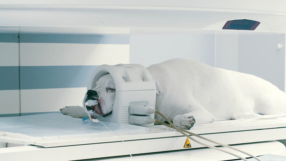 Ataxia in Dogs: Causes, Signs, and Treatment (Vet Answer)