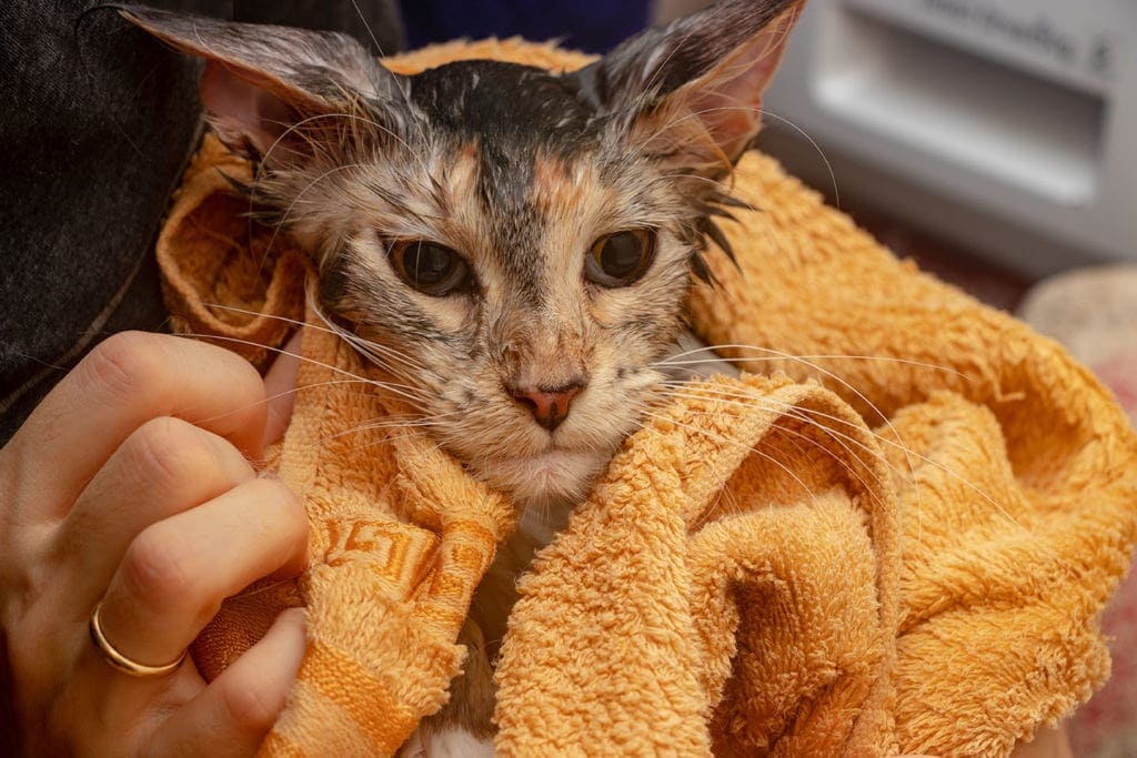 Why Does My Cat Like Damp Towels? Vet-Reviewed Feline Behaviour