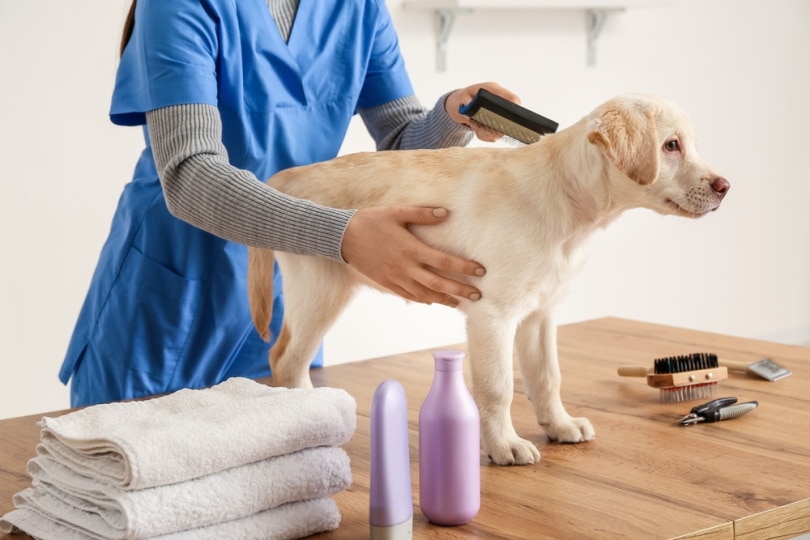 How To Groom a Labrador: 9 Vet Approved Tips