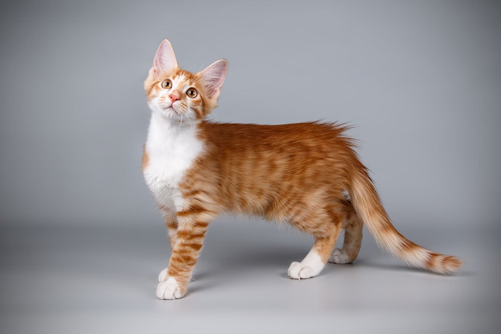 Why Is My Cat Limping All of a Sudden? 7 Possible Reasons