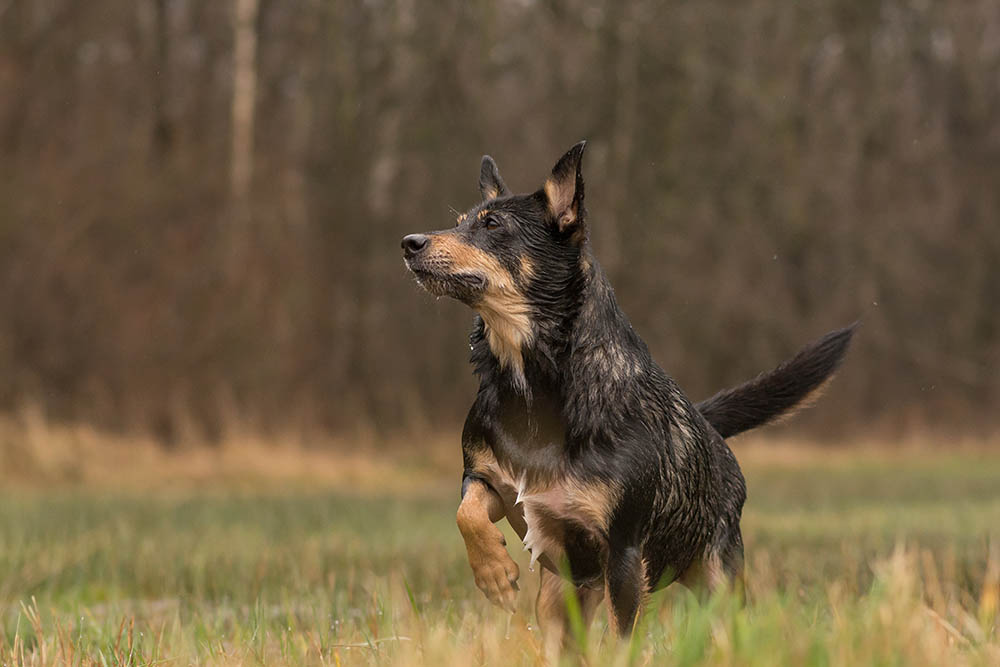 Australian Shepherd Rottweiler Mix: Pictures, Temperament & Traits