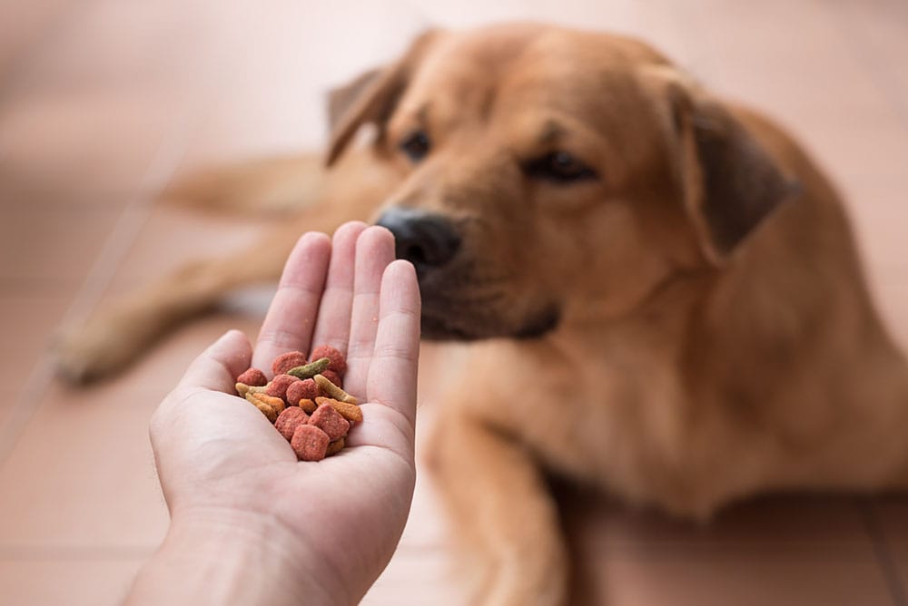 Brown dog is smelling dog food in the owner hand