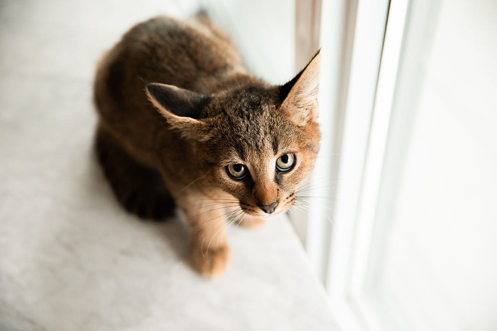 Can Cats Take Baby Aspirin? Vet-Approved Risks & Alternatives