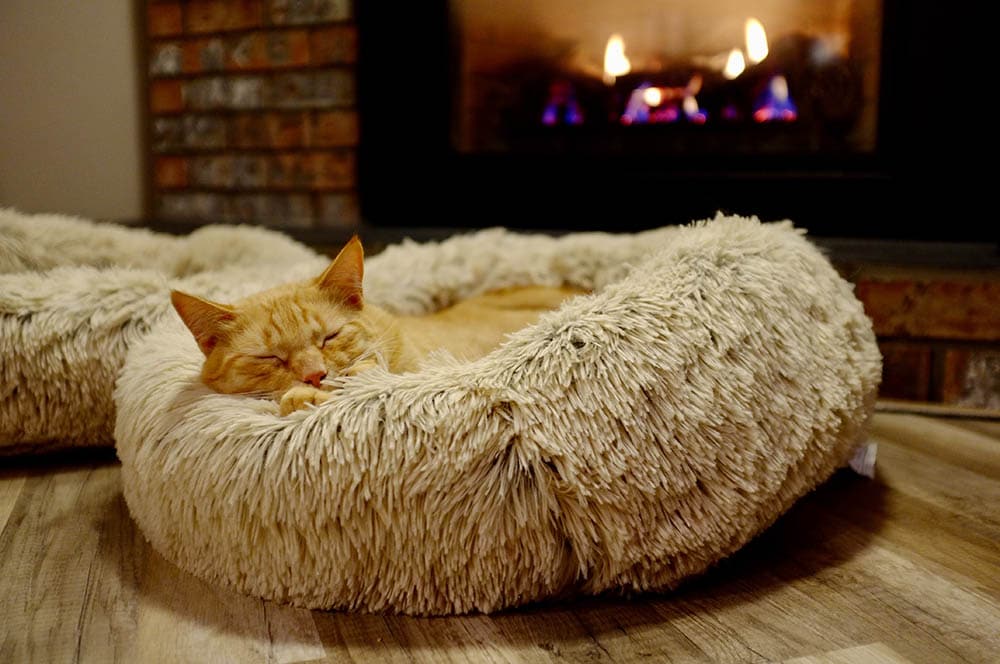 9 Best Cat Beds at PetSmart - 2026 Reviews & Top Picks