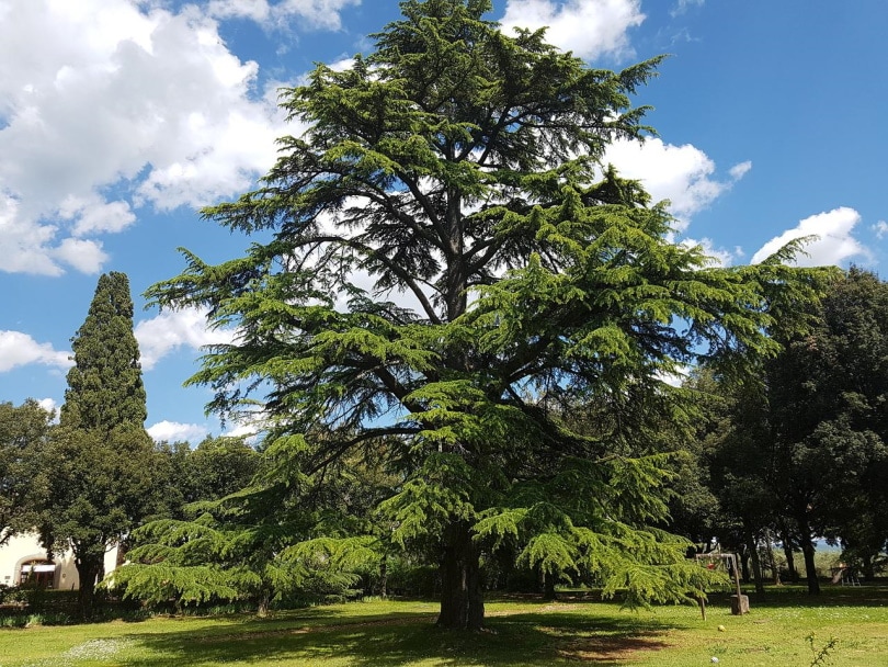 Is Cedar Toxic to Cats? Keeping Your Cat Safe!