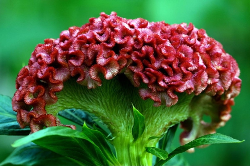 Is Celosia Poisonous for Cats? Vet-Reviewed Safety Facts
