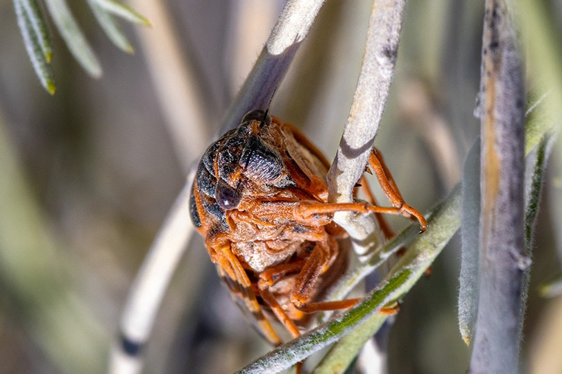 Are Cicadas Poisonous to Cats? Vet-Reviewed Safety Facts