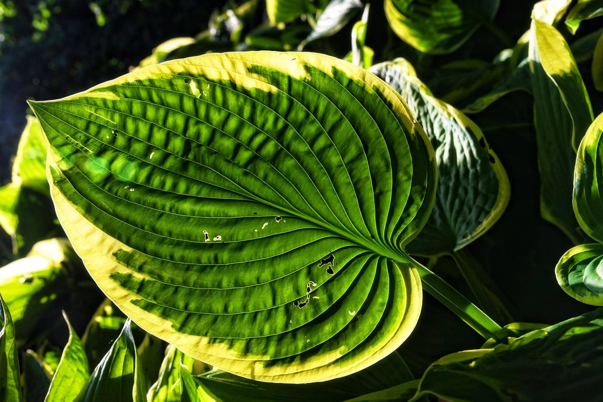 Are Hostas Poisonous to Cats? Vet-Reviewed Facts