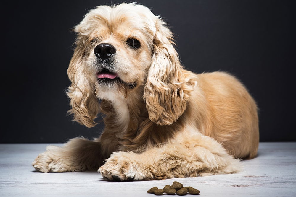 Cocker Spaniel with dog food on the floor