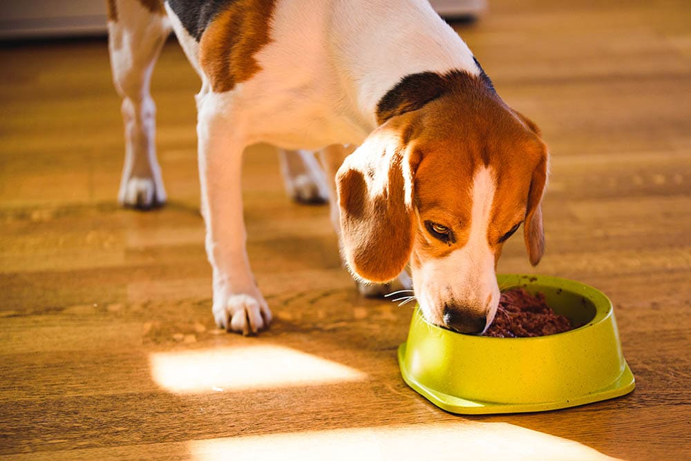 Can a Dog’s Food Cause Elevated Liver Enzymes? Vet-Reviewed Info