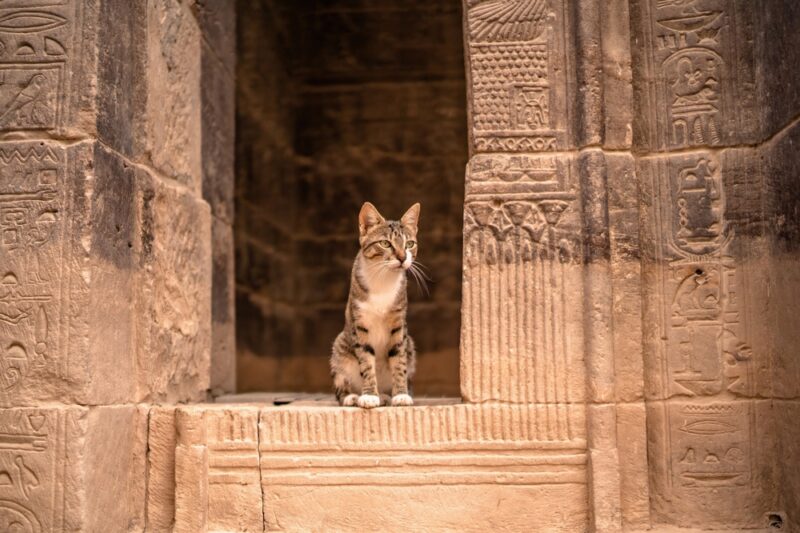 25 Cats From Mythology (Mythological Felines Explored)