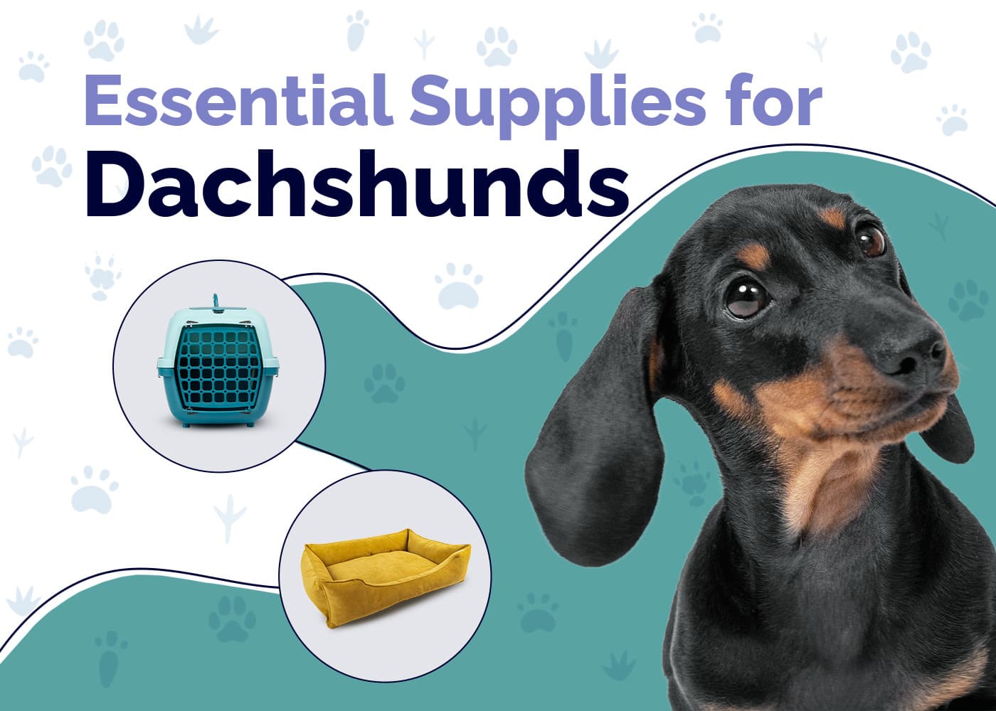 16 Essential Dachshund Supplies & Products: 2026 Vet-Reviewed Guide