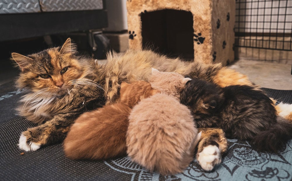 10 Best Cat Foods for Nursing Mother Cats in Canada – 2026 Reviews & Top Picks