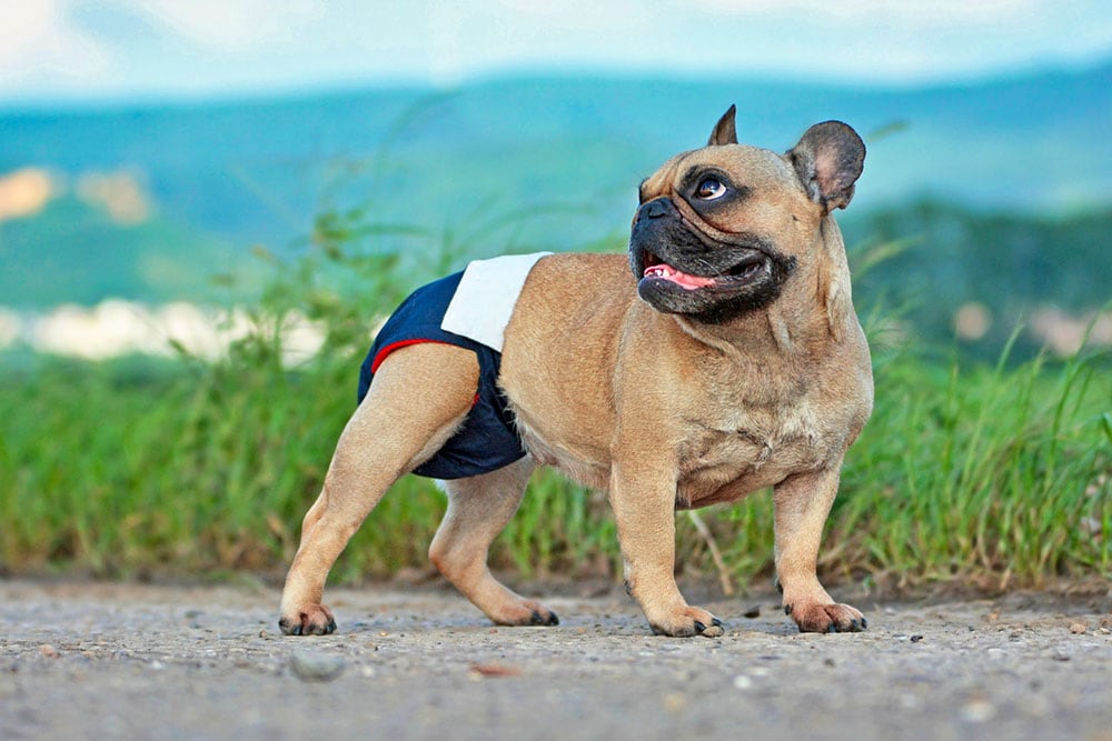 10 Best Dog Diapers (For Male & Female) in 2026 - Reviews & Top Picks