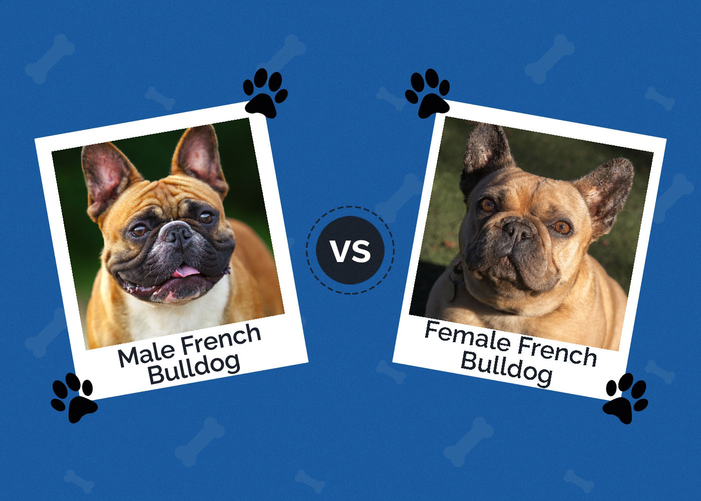 Male vs Female French Bulldogs: The Differences (With Pictures)