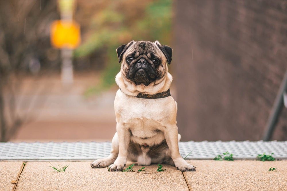 How to Teach a Dog to Stay in 7 Simple Steps