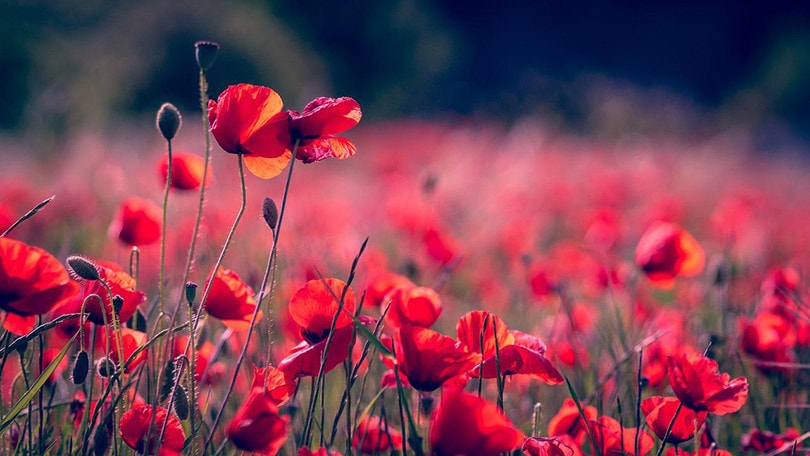 Are Poppies Poisonous to Cats? Keeping Your Cat Safe
