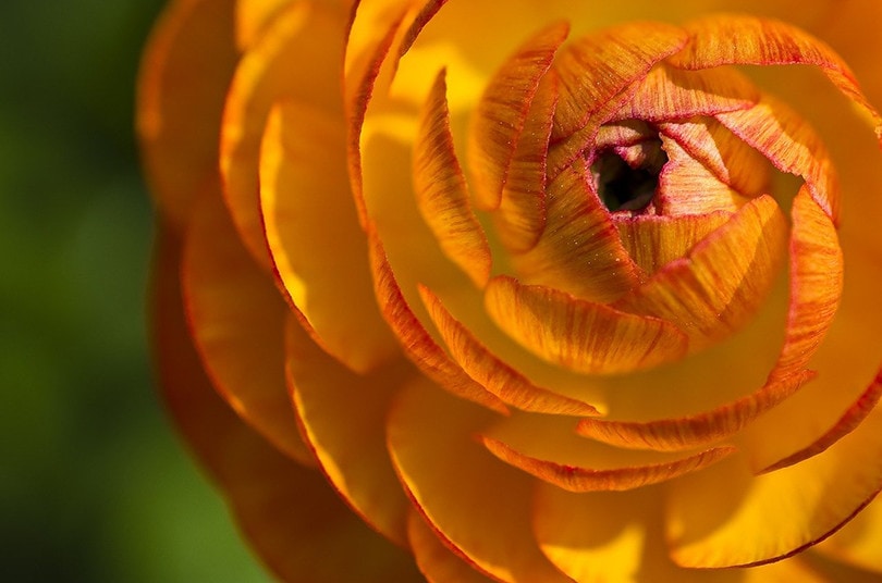 Is Buttercup (Ranunculus) Poisonous to Cats? Keeping Your Cat Safe