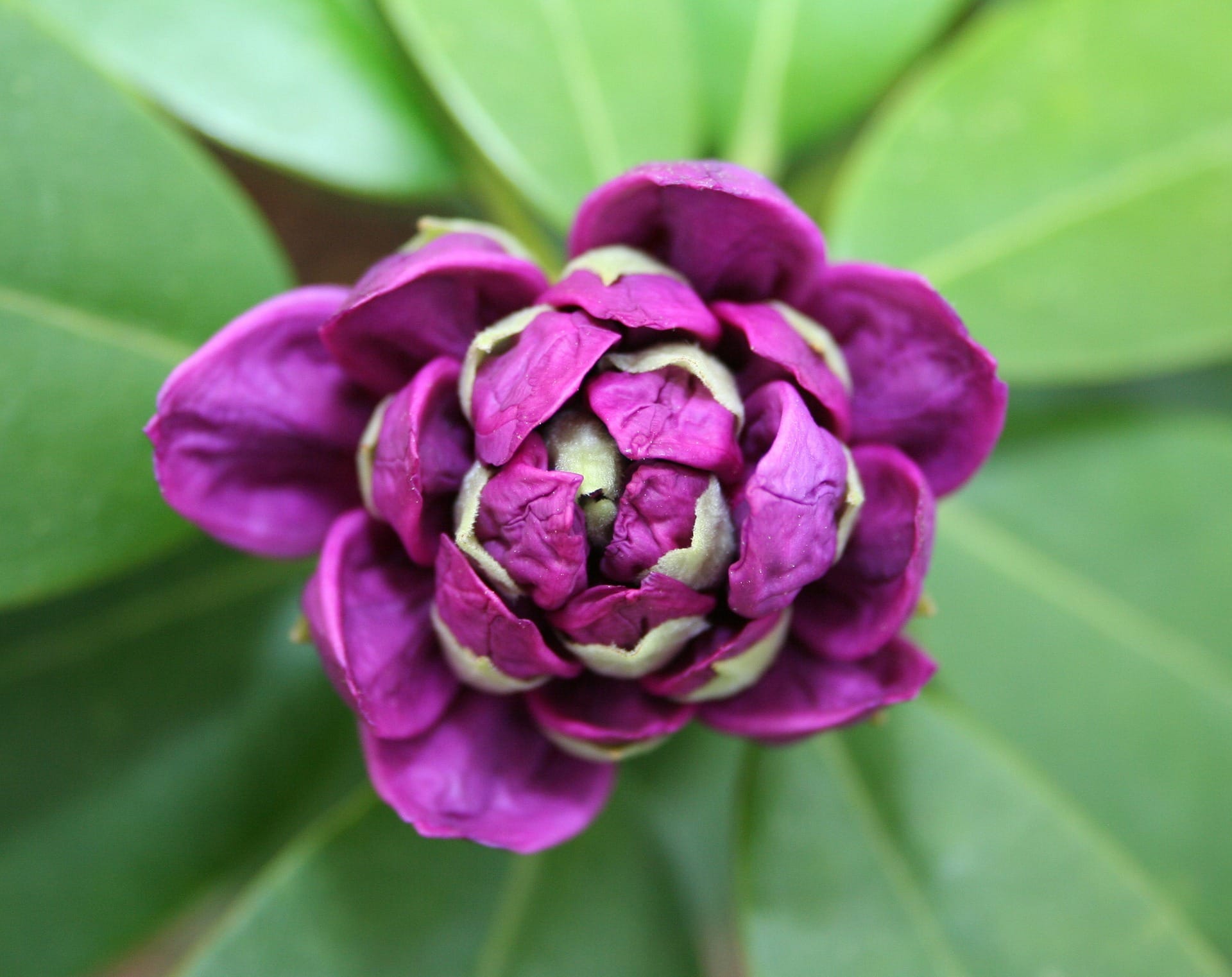 Is Rhododendron Poisonous to Cats? Vet-Reviewed Risks & Alternatives