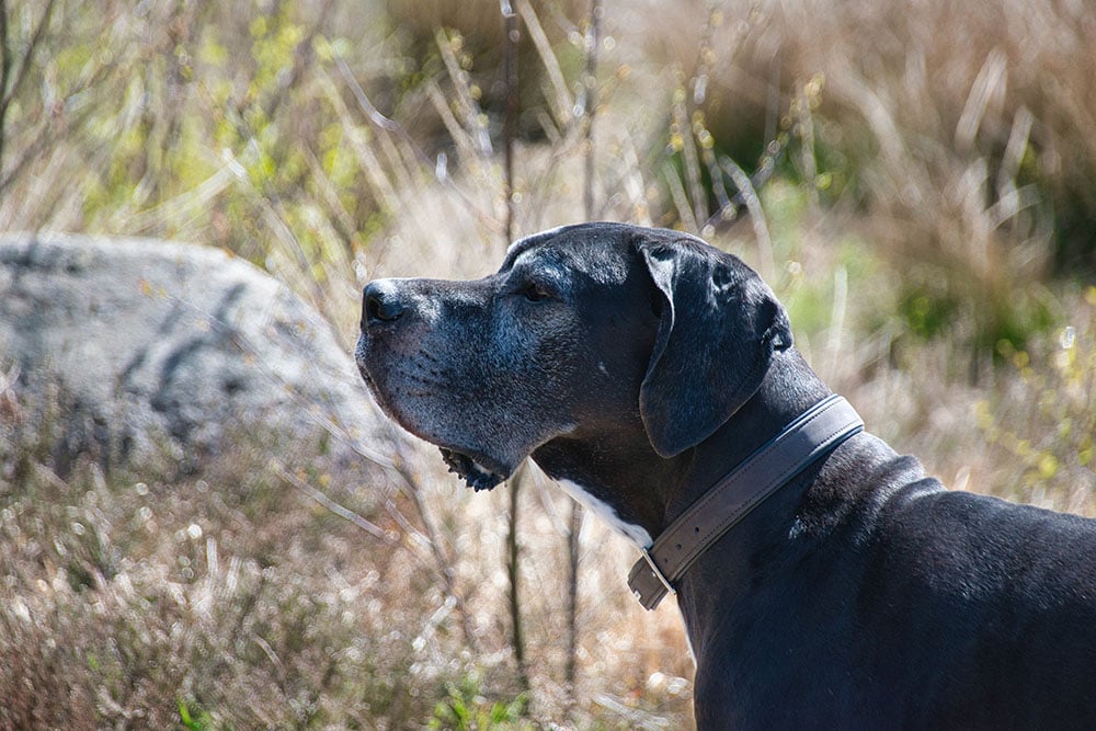9 Best Eco-Friendly Dog Collars - 2026 Reviews & Top Picks
