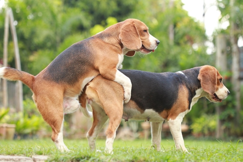 How Long Does it Take For Dogs to Mate? Facts & FAQ