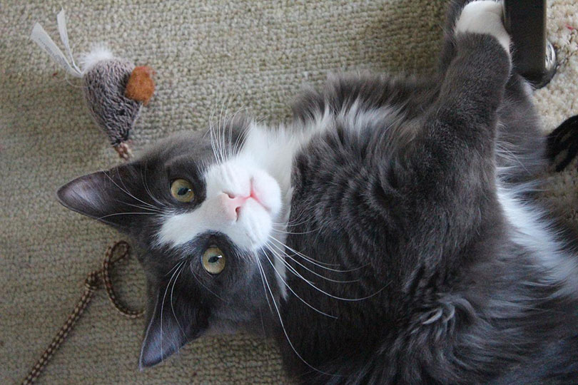 14 Entertaining DIY Cat Toys to Keep Them Busy