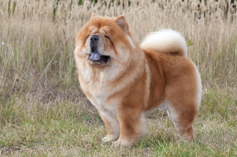 Do Dogs Need to Play with Other Dogs? Vet-Approved Facts