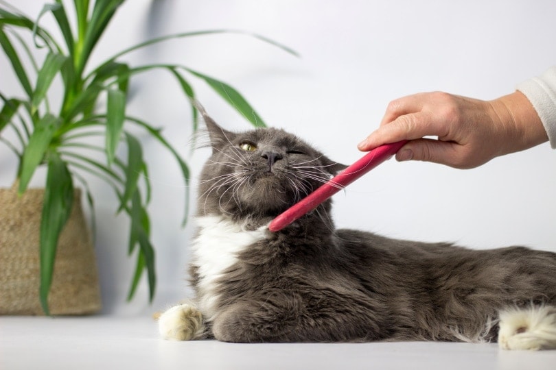 How to Use a Flea Comb on My Cat: 7 Vet Approved Tips