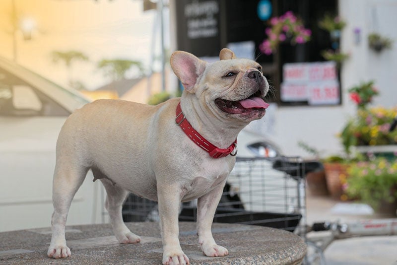 Why Do Frenchies Fart So Much? 8 Vet-Verified Common Reasons
