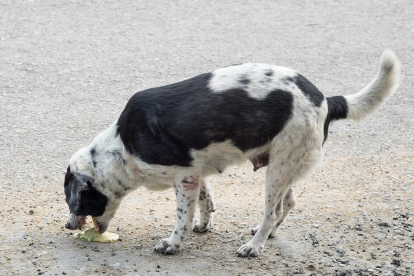 Why Does My Dog Throw Up Yellow Bile? 5 Vet-Reviewed Reasons