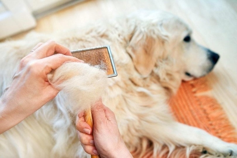 What Vitamin Deficiency Causes Hair Loss in Dogs & Why? Vet-Verified Facts & FAQ