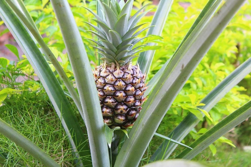 Are Pineapple Leaves Toxic to Cats? Vet-Approved Facts & Safety Guide