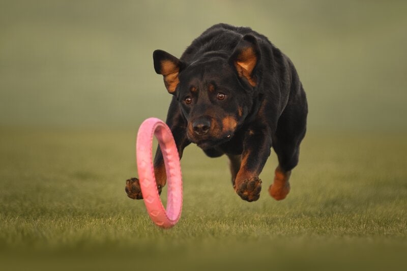How Long Should You Play With Your Dog? Important Care Facts & FAQ