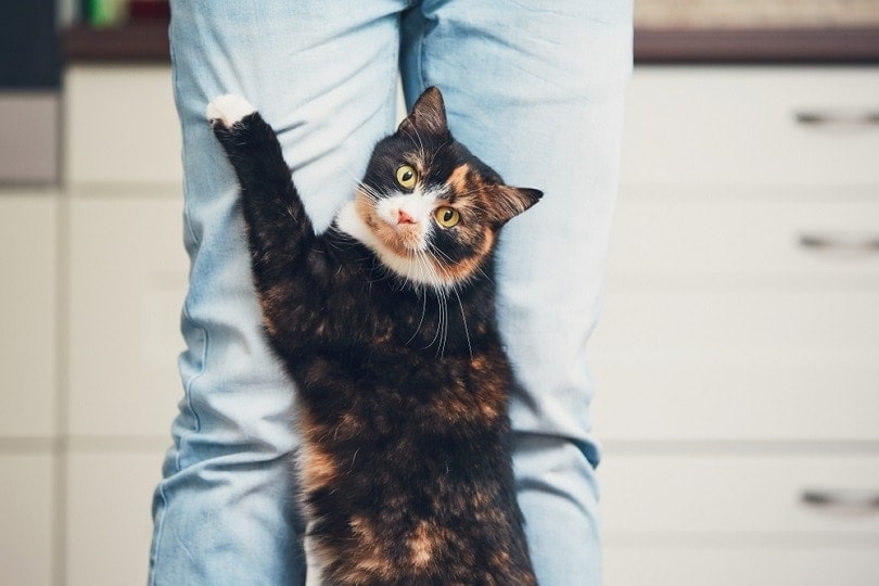 How to Help a Cat With Separation Anxiety: 11 Vet-Approved Tips