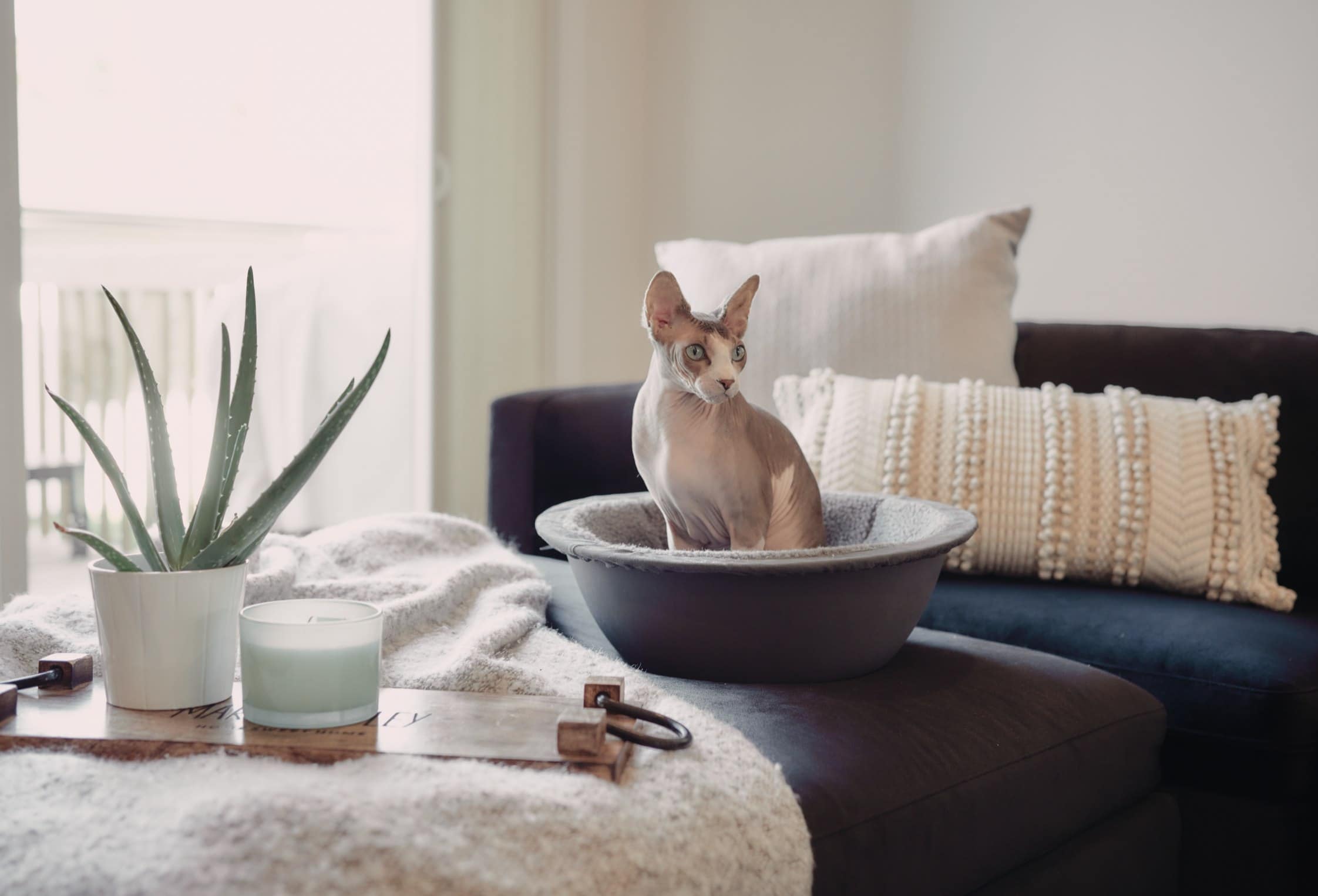 8 Best Cat Beds in 2026 - Reviews & Top Picks
