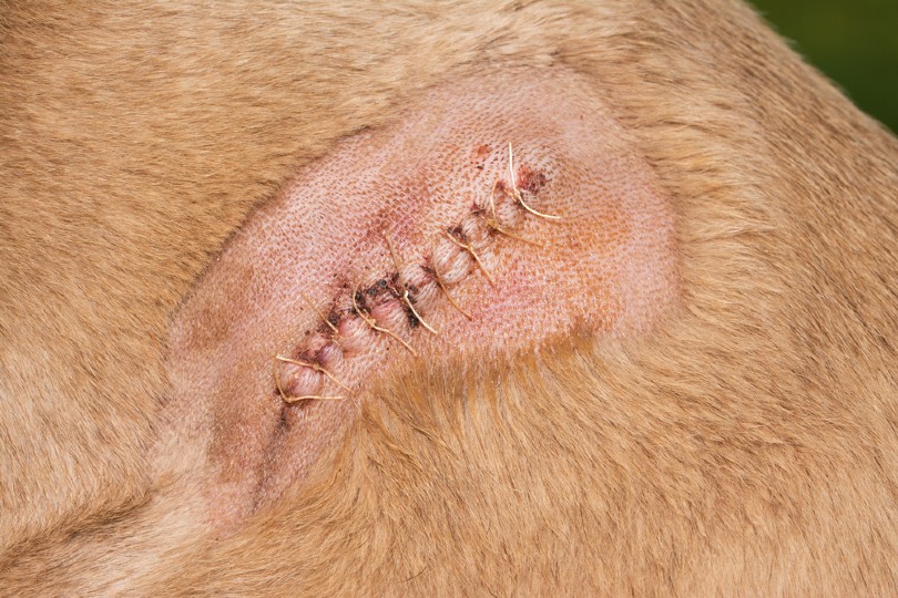 How Long Does It Take for Dog Stitches to Dissolve? Vet-Approved Facts & FAQ