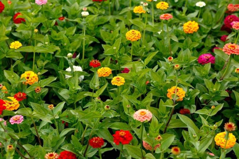 Are Zinnias Poisonous to Cats? Vet-Approved Safety Facts