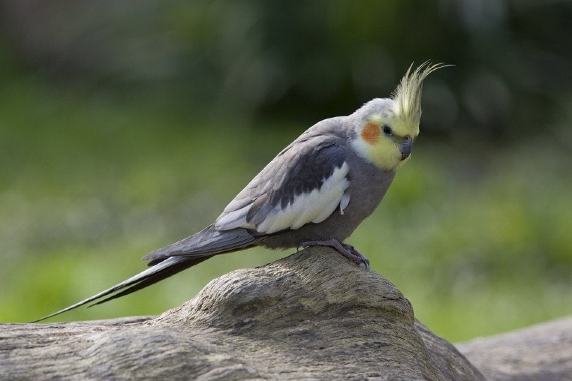 How to Tell the Age of a Cockatiel - 6 Vet Reviewed Methods