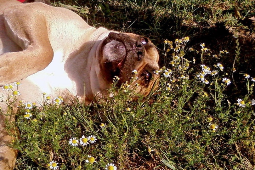 How To Teach a Dog To Play Dead In 7 Simple Steps