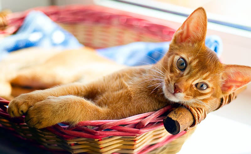 6 DIY Cat Beds from a Basket You can Make Today (with Pictures)