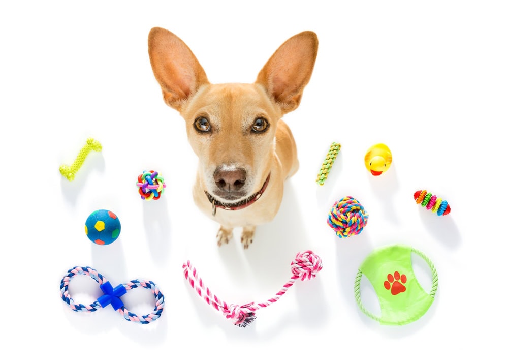 Curious Podengo dog with many different toys