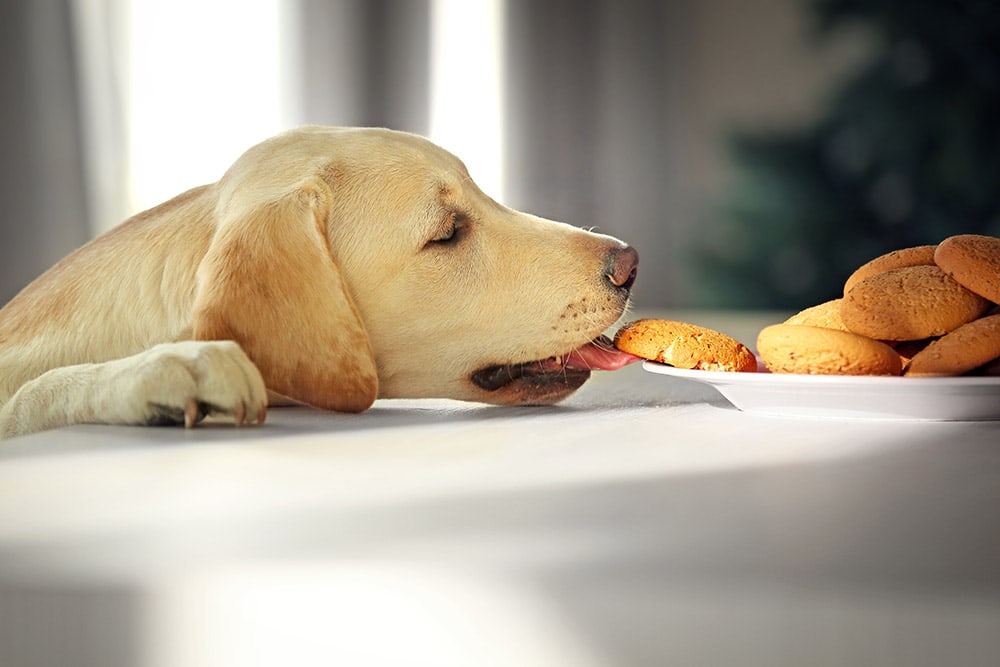 Why Has My Dog Suddenly Started Stealing Food? 3 Possible Reasons (Vet-Verified)
