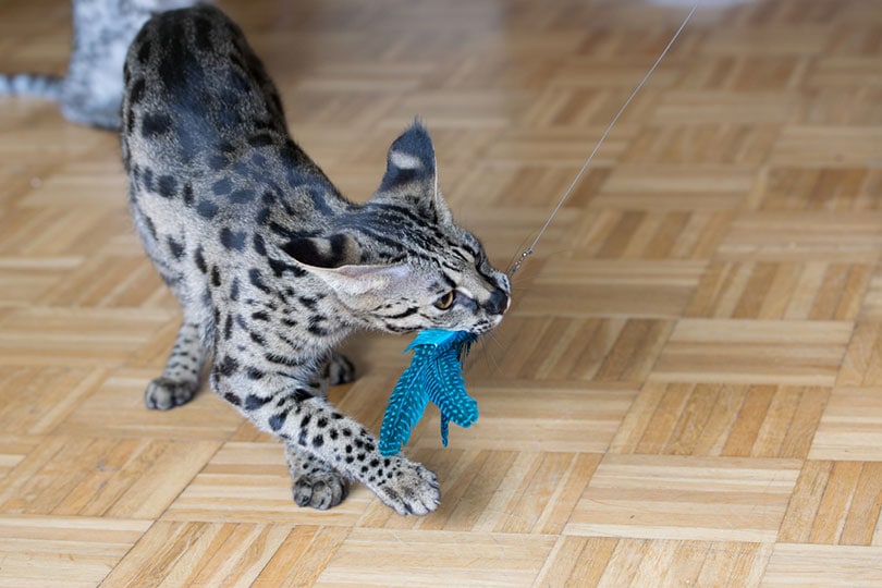 My Cat Swallowed a Foreign Object: Vet-Approved Safety Guide