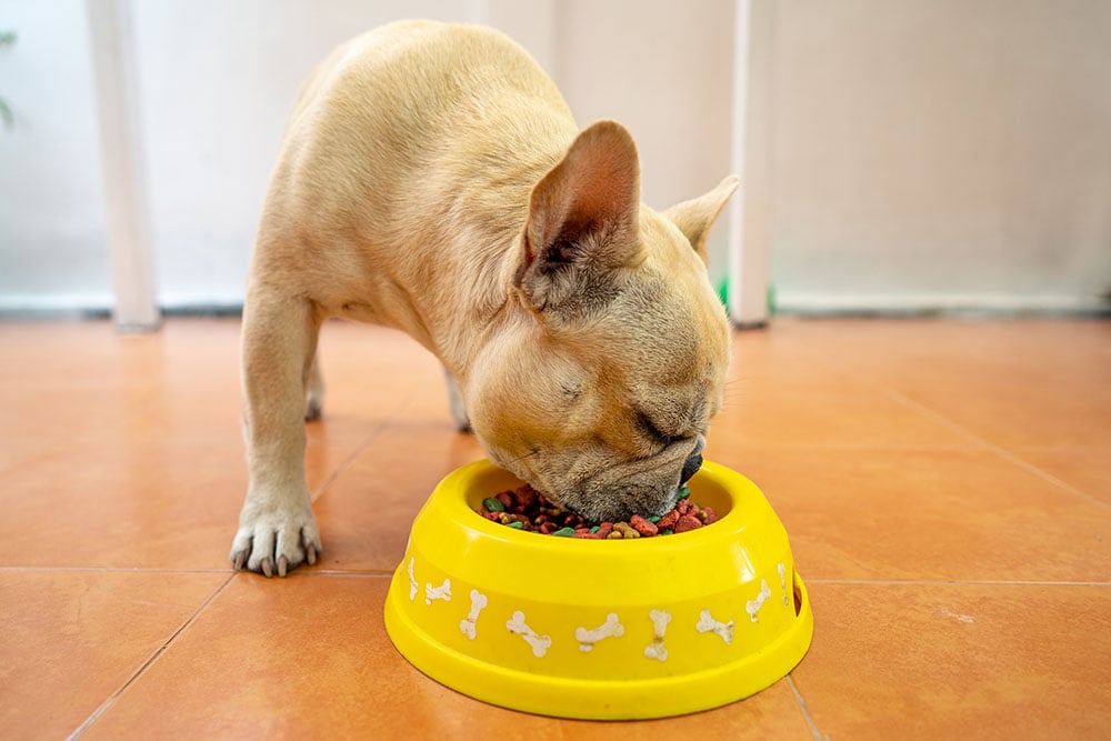 What Is Crude Fiber in Dog Food? Vet-Approved Nutritional Facts & FAQ