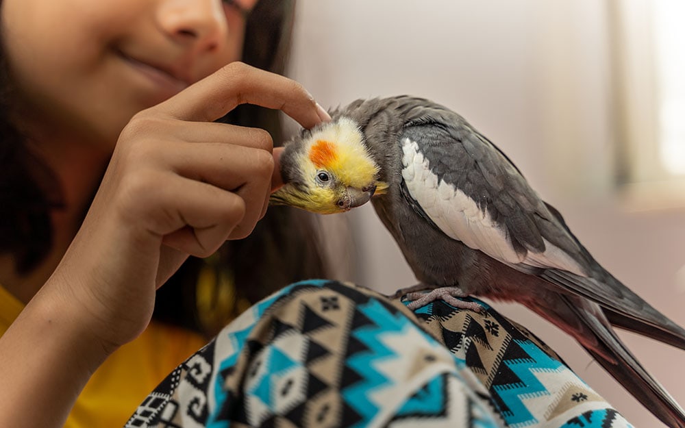Can Pet Birds Make You Sick? 5 Diseases That Pet Birds Carry (Vet Answer)